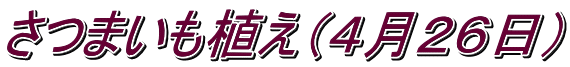 さつまいも植え（４月２６日）