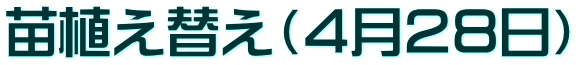 苗植え替え（４月２８日）