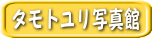タモトユリ写真館